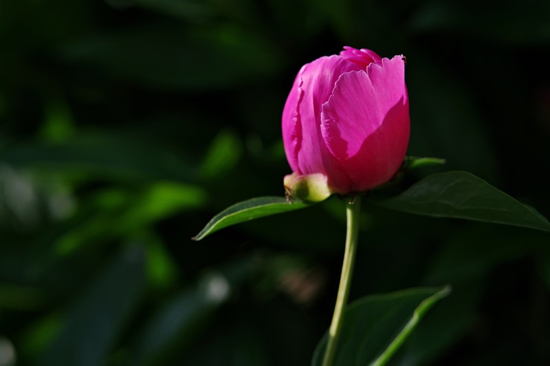 芍药花