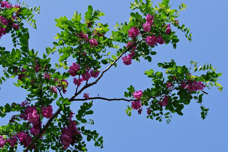 槐花