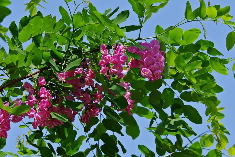 槐花