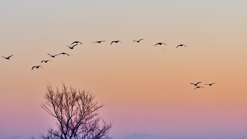 【视觉光影】美 丽 的 大 天 鹅 （39）