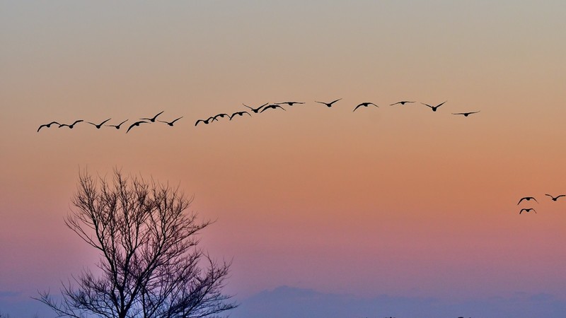 【视觉光影】美 丽 的 大 天 鹅 （39）