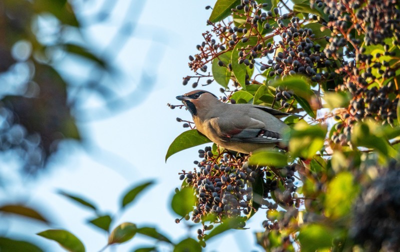太平鸟（二十八）