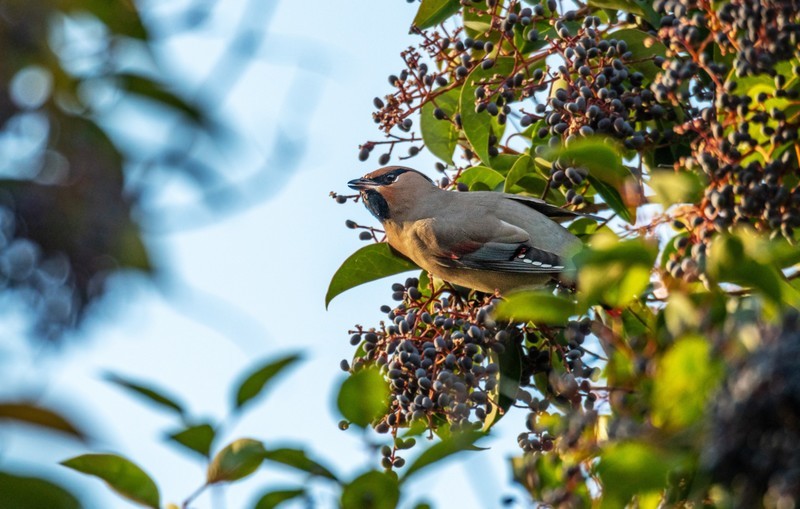 太平鸟（二十八）