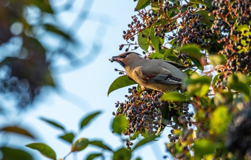 太平鸟（二十八）
