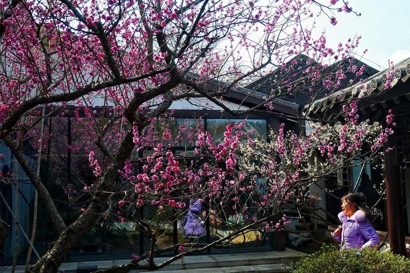 武汉梅花园（二十一）