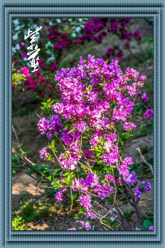 杜鹃花开