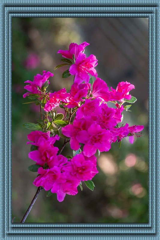 杜鹃花开
