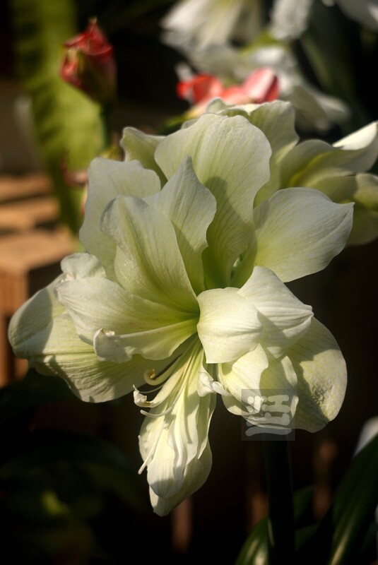 朱顶红2*武汉植物园