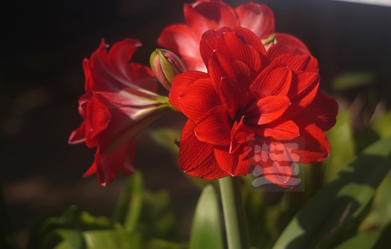 朱顶红2*武汉植物园