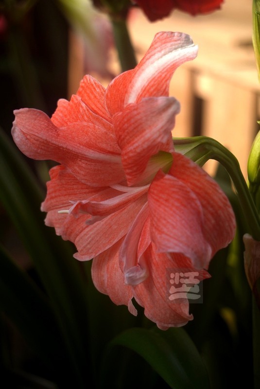 朱顶红2*武汉植物园