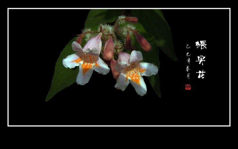 毛茸茸的漂亮小花猥实花