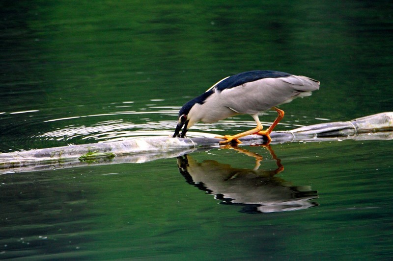 捕食