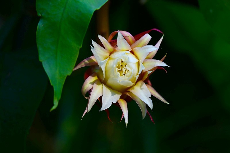”昙花一现“时刻