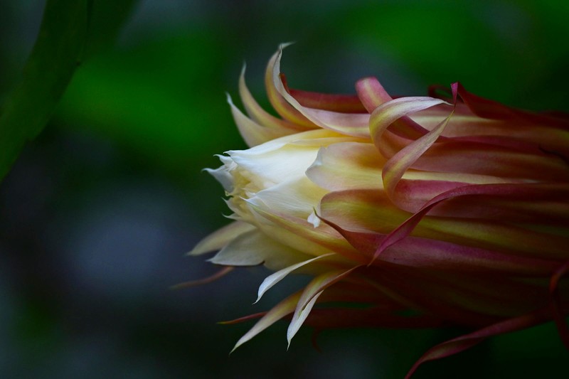 ”昙花一现“时刻