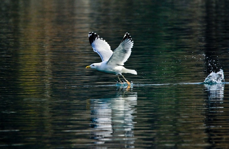 随拍——矫健的银鸥