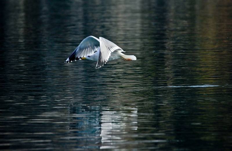 随拍——矫健的银鸥