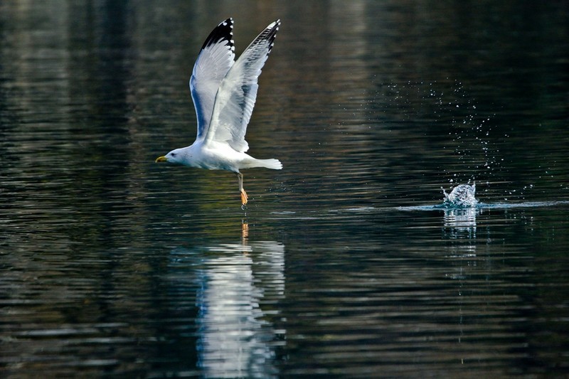 随拍——矫健的银鸥