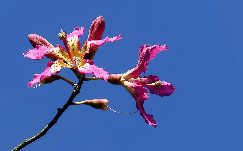 [26049] 流花湖的异木棉