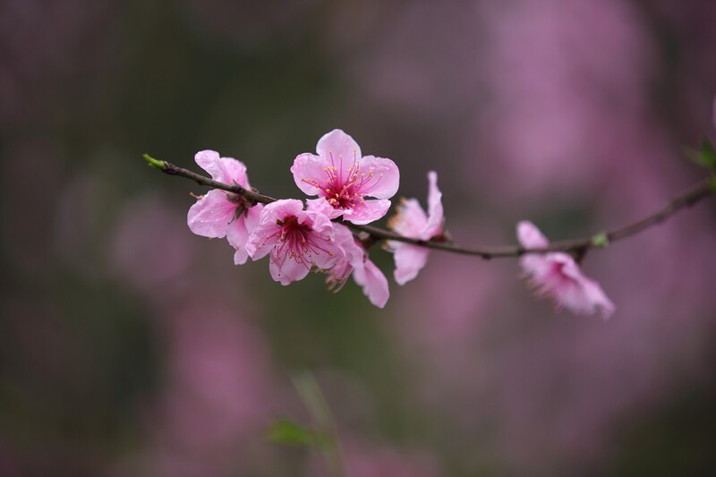 雨后桃花