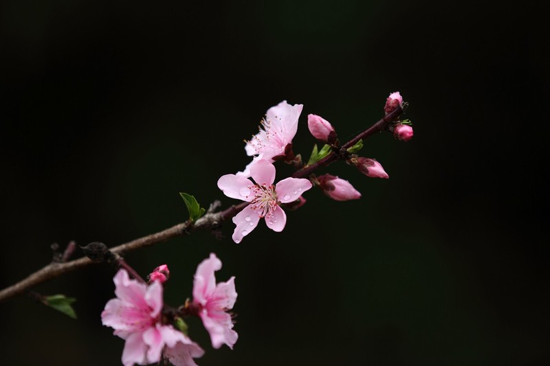 雨后桃花