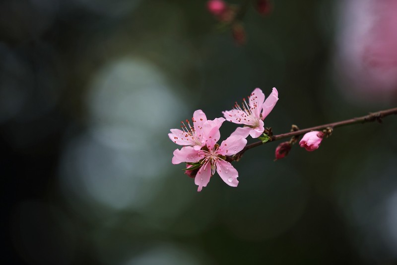 雨后桃花
