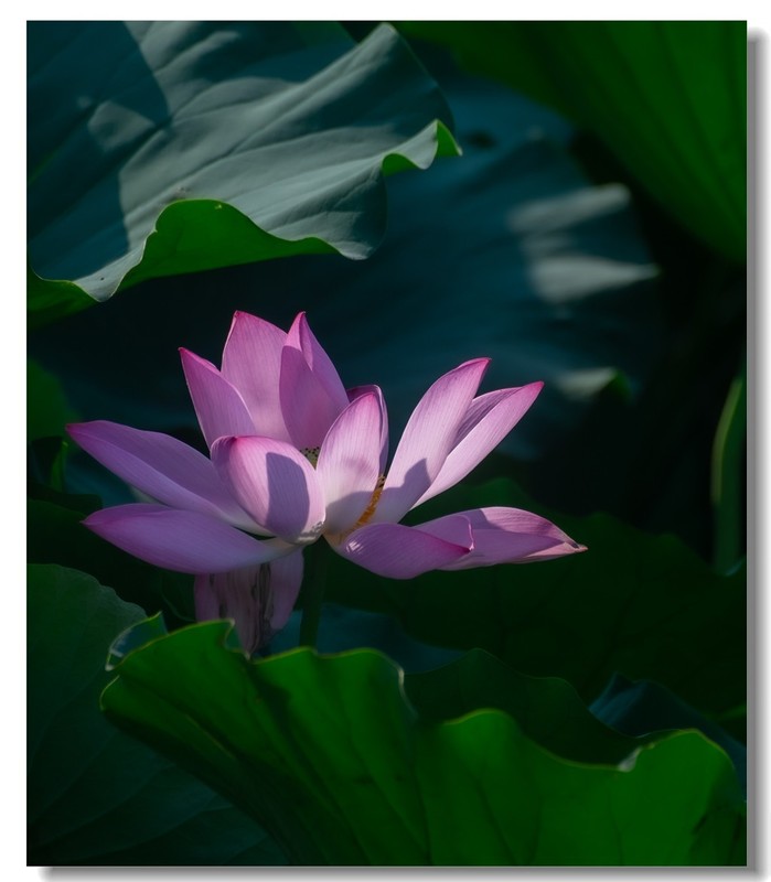 荷花（七十一）