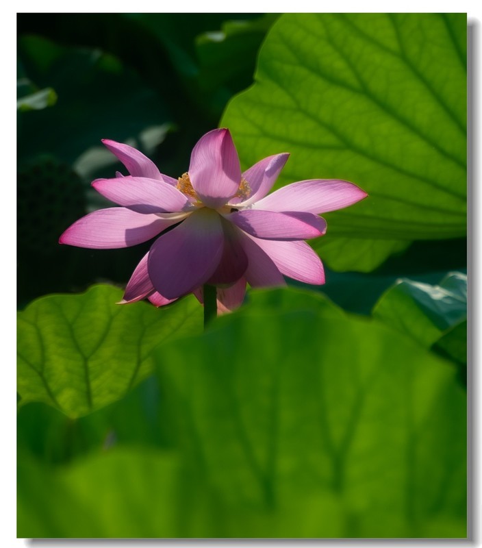 荷花（六十六）