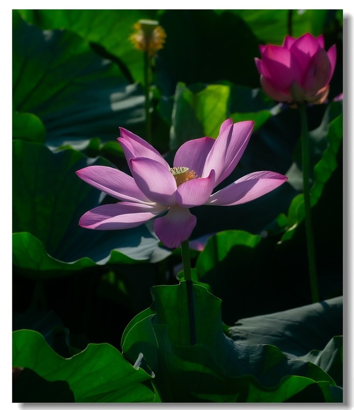 荷花（六十六）