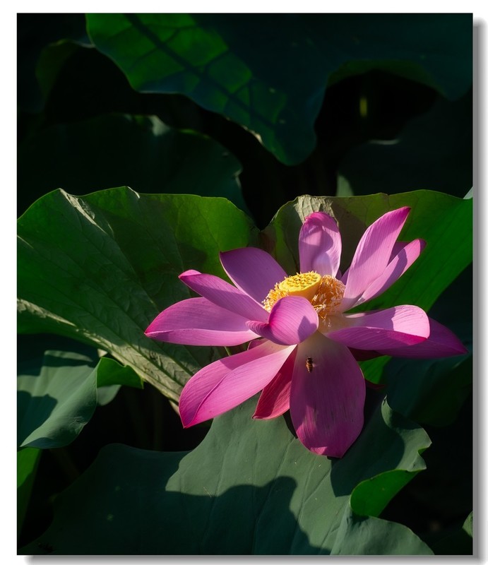 荷花（六十九）