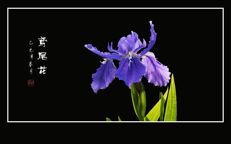 翩飞紫蝶般的鸢尾花