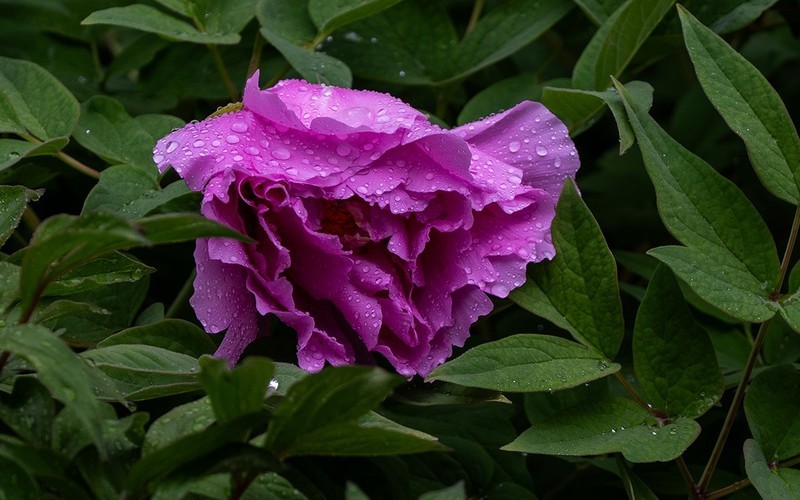 花开富贵—3—(雨后牡丹)