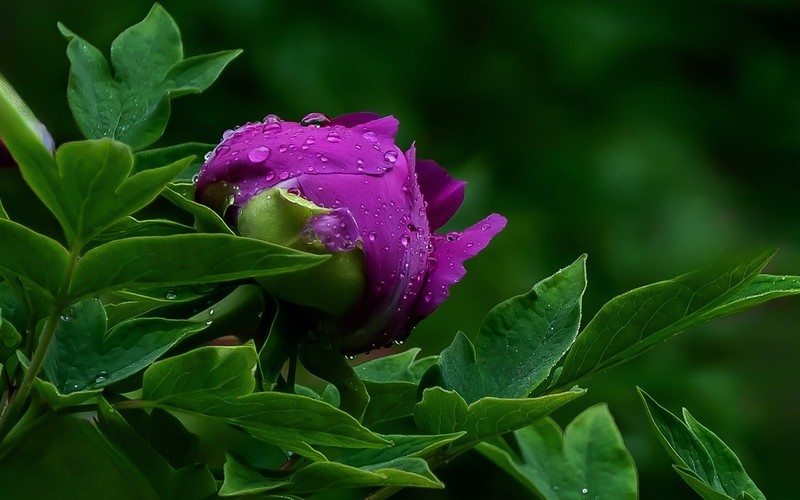 花开富贵—3—(雨后牡丹)