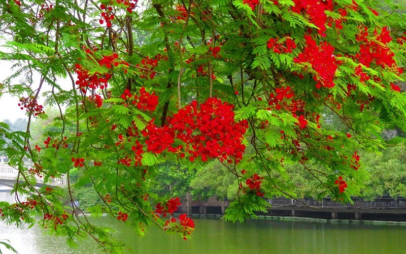 [26153] 东山湖的凤凰花