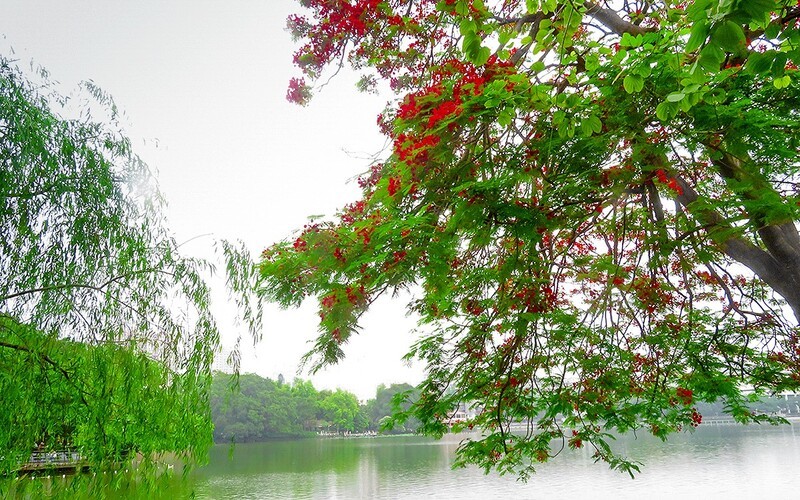 [26153] 东山湖的凤凰花