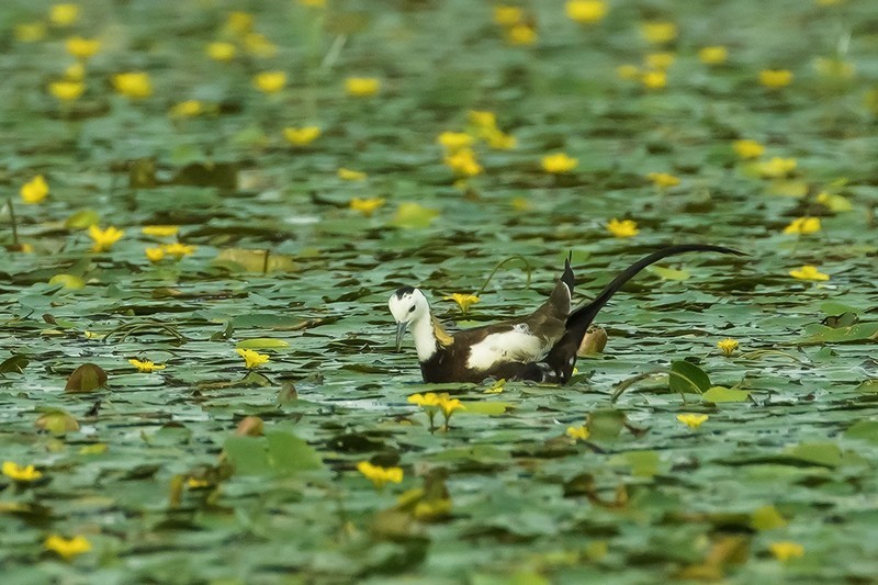 水雉的风采（9）