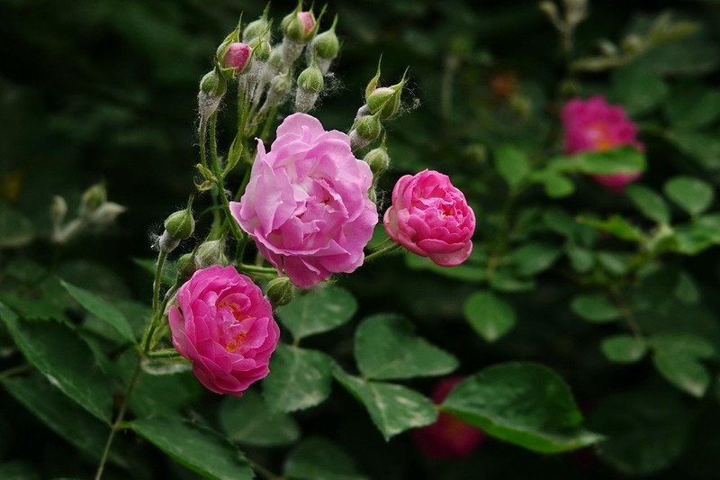 2026058 蔷微花