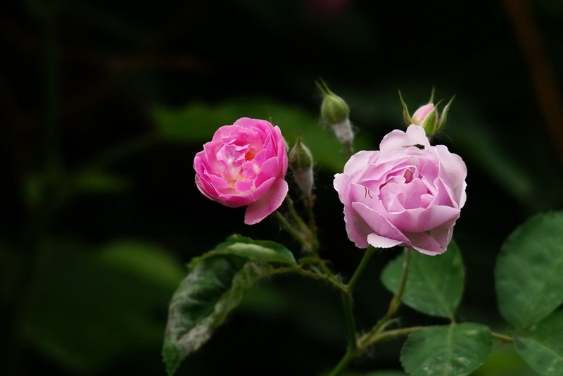 2026058 蔷微花
