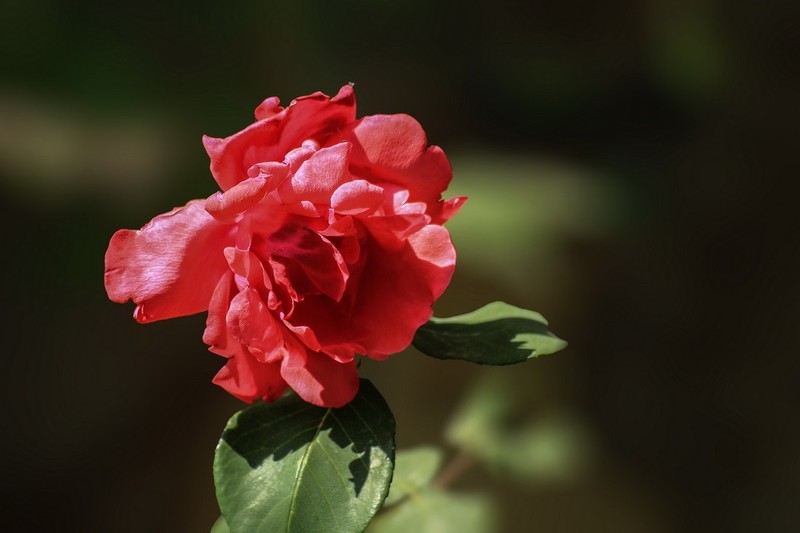 2026059月 季 花