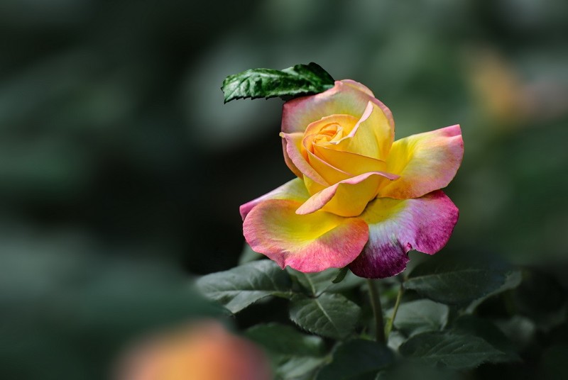 2026059月 季 花