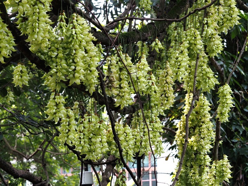 禾雀花
