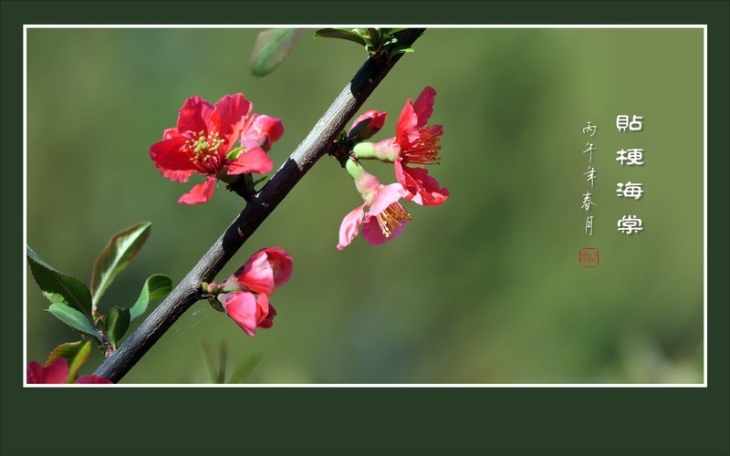 彩虹般的杂色贴梗海棠花