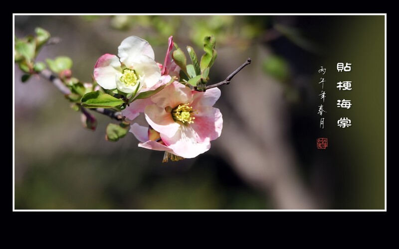 彩虹般的杂色贴梗海棠花