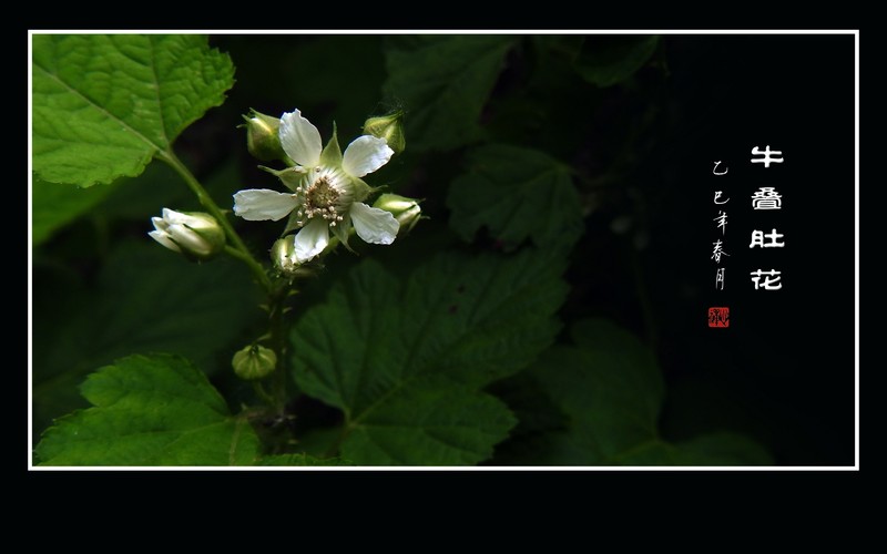 雪白如银的牛叠肚花