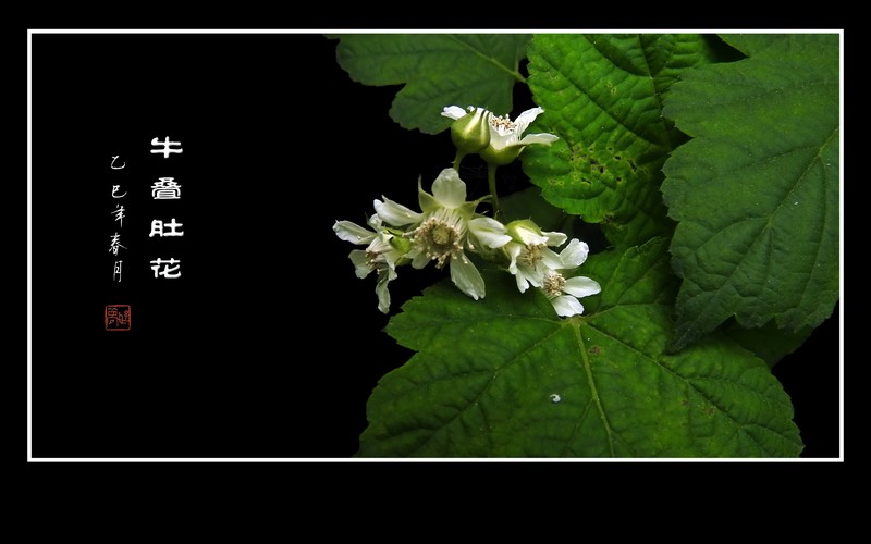 雪白如银的牛叠肚花