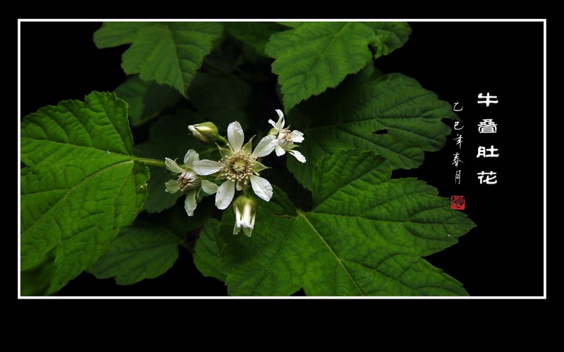 雪白如银的牛叠肚花