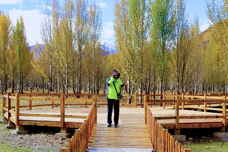 旅游天地（13）----新都桥青杨林