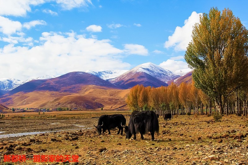 旅游天地（13）----新都桥青杨林