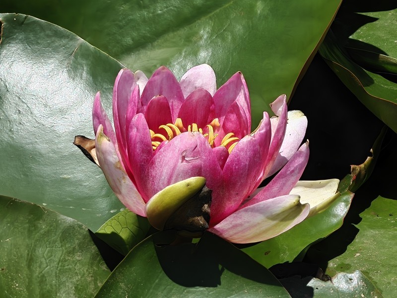 拍摄花卉一（1063）