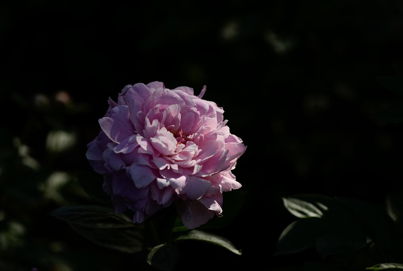 洛阳王城公园的芍药花 四