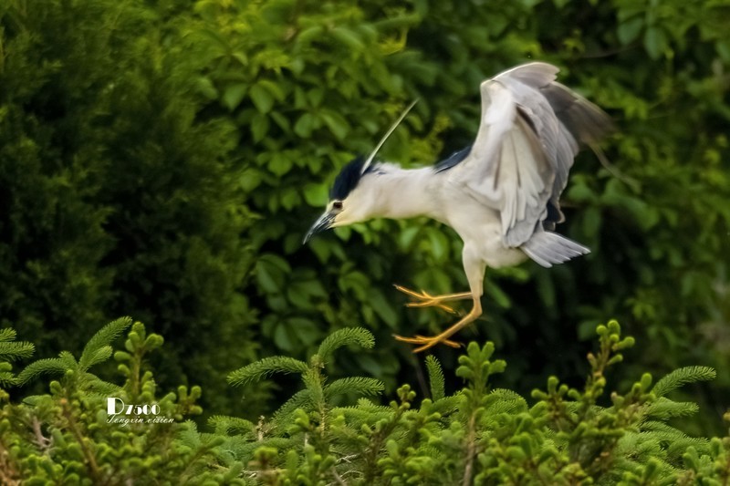 夜鹭与池鹭（49）